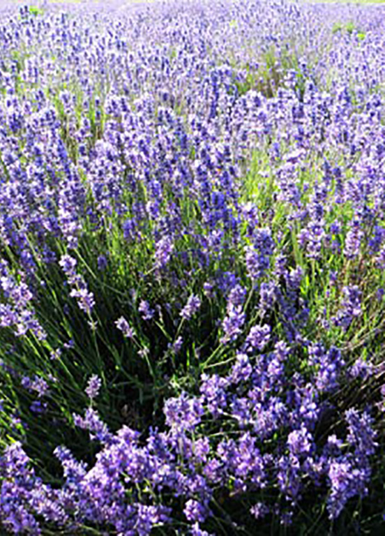 Lavanda – Rancho San Martin