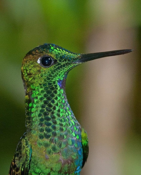 9 MENSAJES ESPIRITUALES QUE LOS COLIBRÍES ESTÁN TRATANDO DE DARTE – Rancho  San Martin