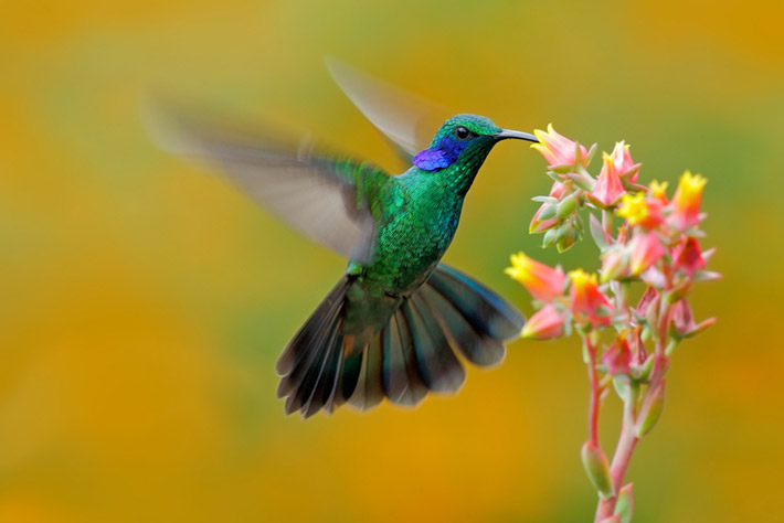 Qué significa la llegada de un colibrí a mi casa?